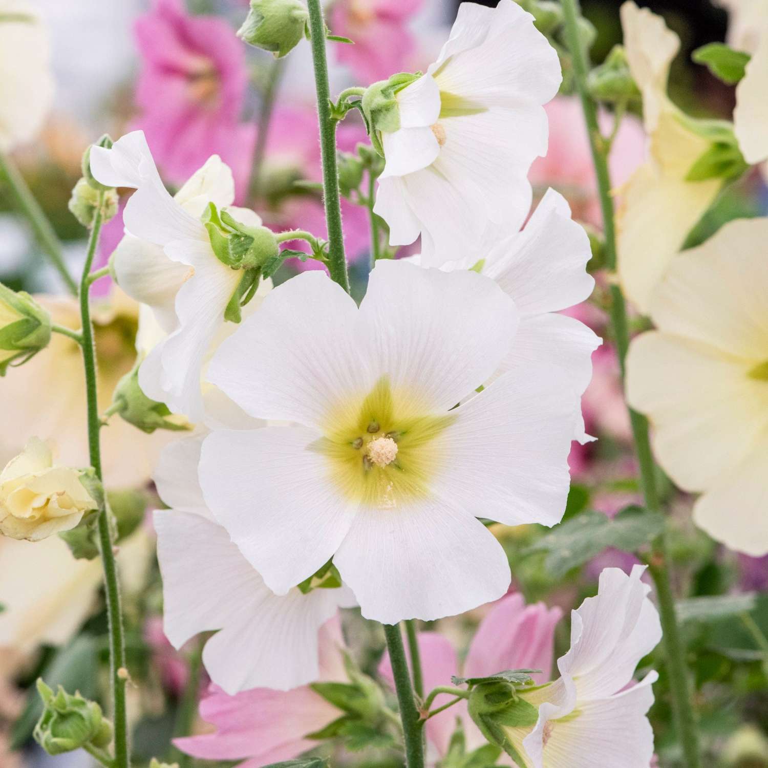 Stockrose ‘White’